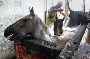 horses being killed